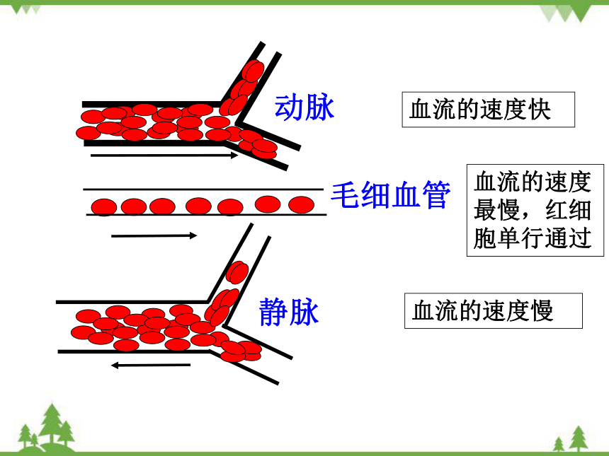 人教版生物七年级下册第四章第二节血流的管道血管课件共19张ppt
