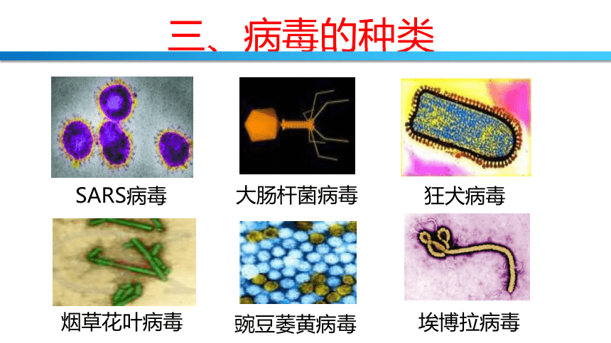 14.3神奇的微生物----病毒 课件(共31张PPT)