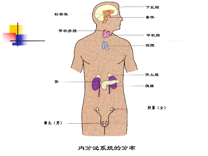 高等动物内分泌系统与体液调节(浙江省杭州市余杭市)