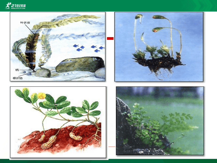 3.1.1 藻类、苔藓和蕨类植物课时2课件（共29张PPT）