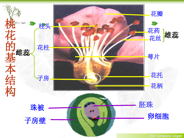 桃花种子结构图图片