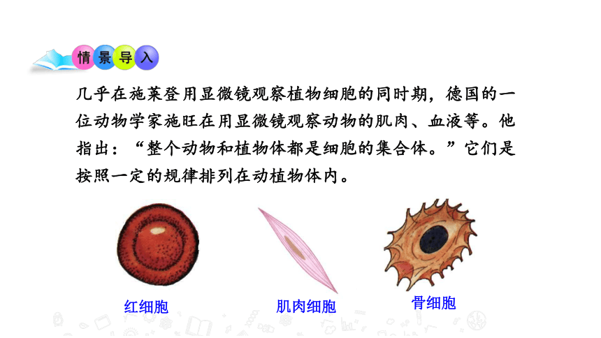 32人和動物細胞的結構與功能教學課件蘇教版七年級生物上冊25張ppt