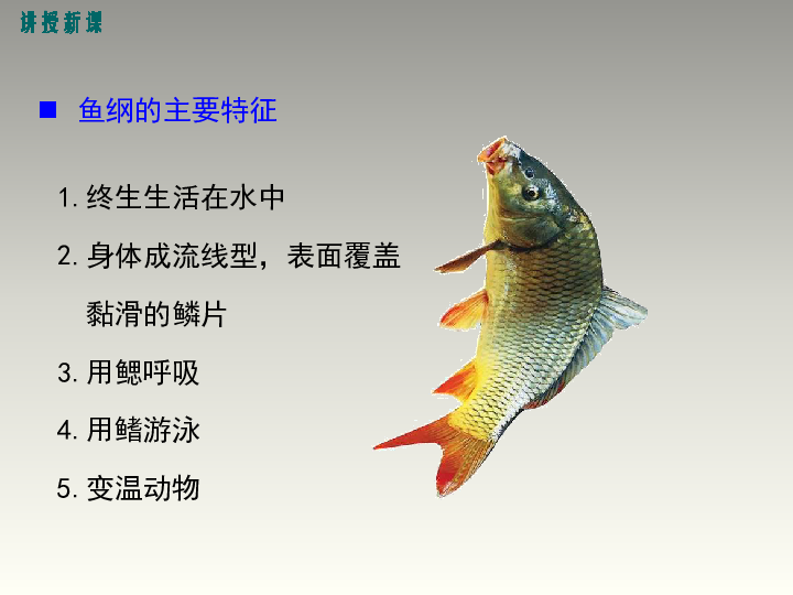 4、鱼类和两栖动物 课件（25张PPT）
