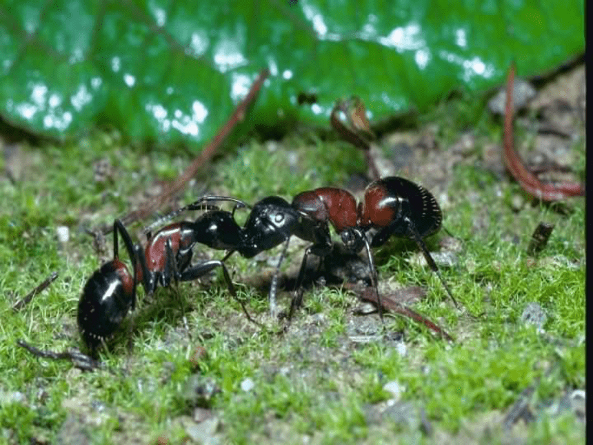 小学科学  粤教粤科版  三年级上册（广东）  第1单元 身边的动物  3 观察蚂蚁