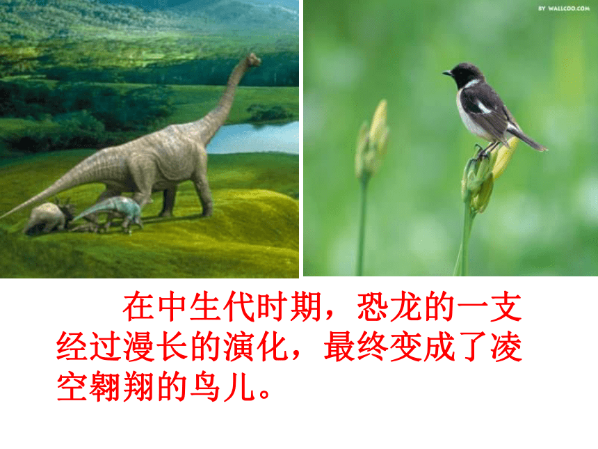（人教新课标）四年级语文上册课件 飞向蓝天的恐龙 1