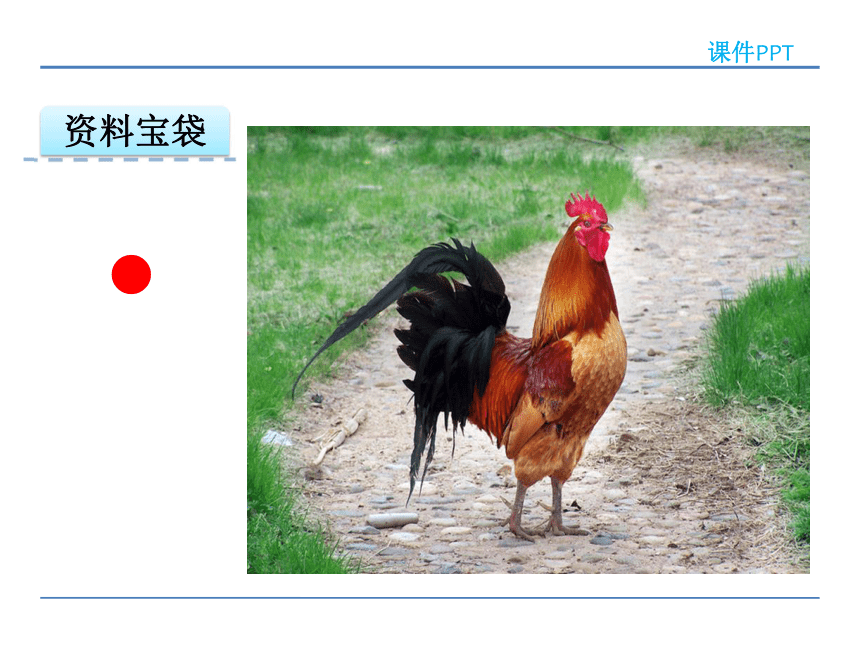 小学语文冀教版二年级下册同步课件：14 美丽的公鸡