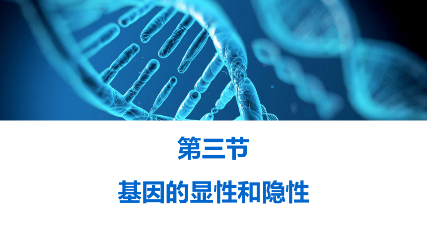 人教版八年级下册第七单元第二章第三节基因的显性和隐性课件（3５张ppt）