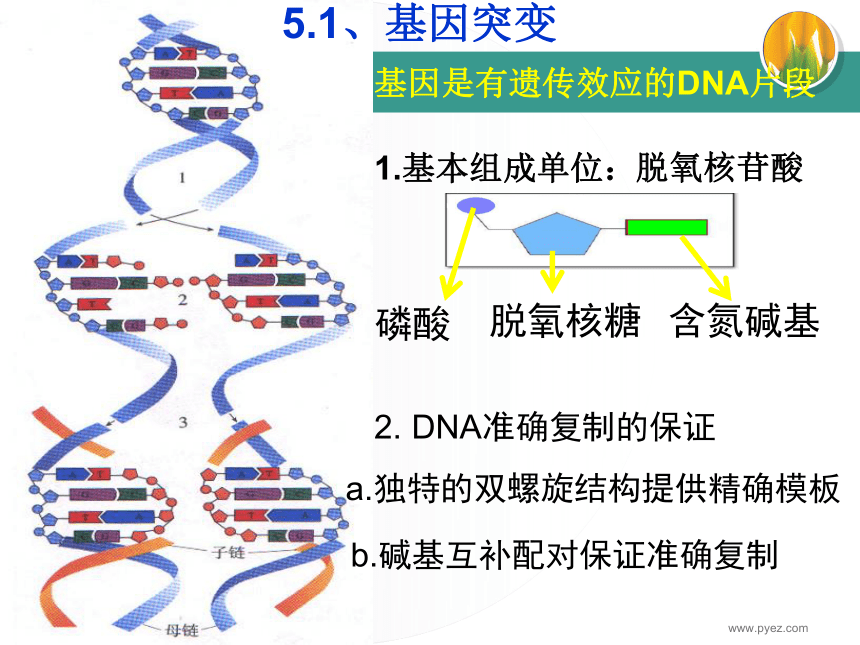 人教版必修二 第五章《基因突变及其他变异》课件 （共41张PPT）
