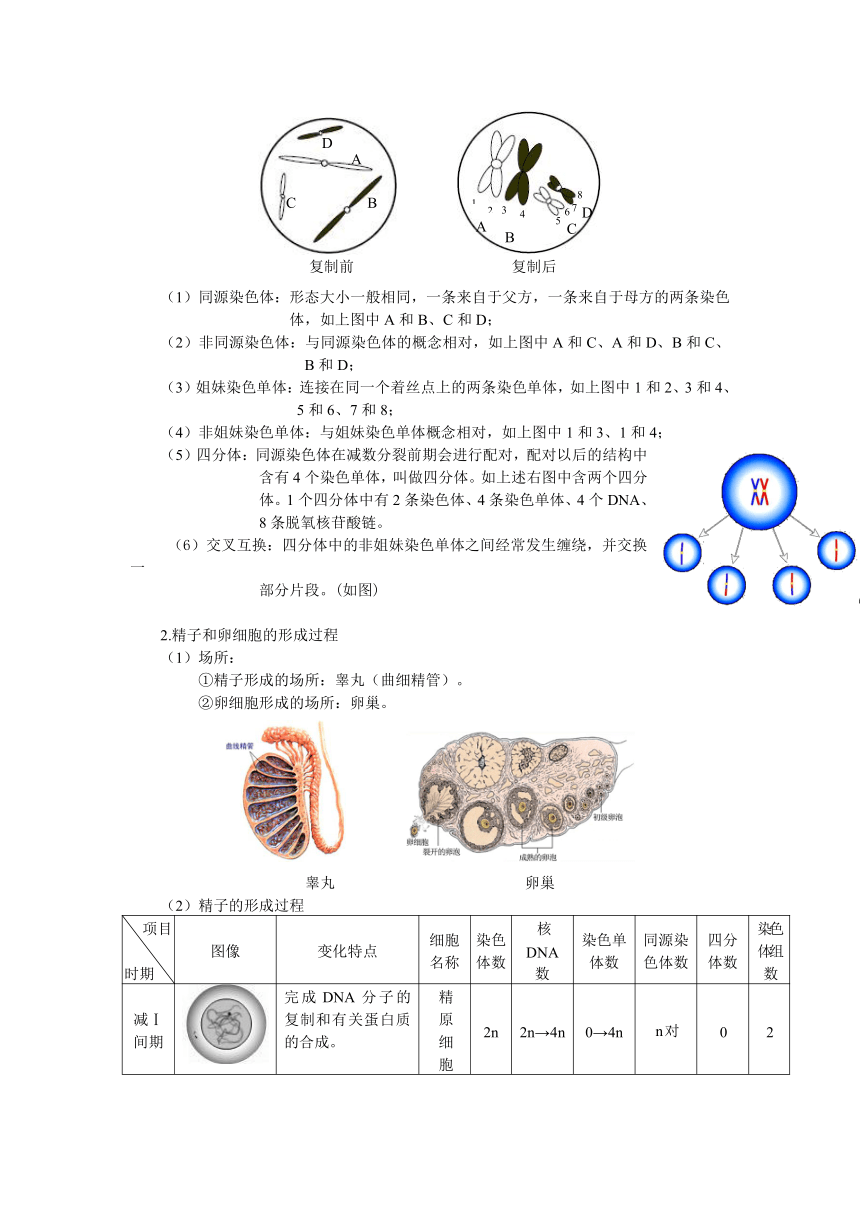 广东省深圳市2015-2016学年高一下学期生物讲义减数分裂（含答案）