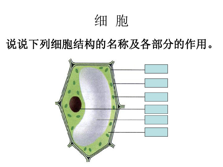 生物的基本单位——细胞的结构（课件 12张ppt）