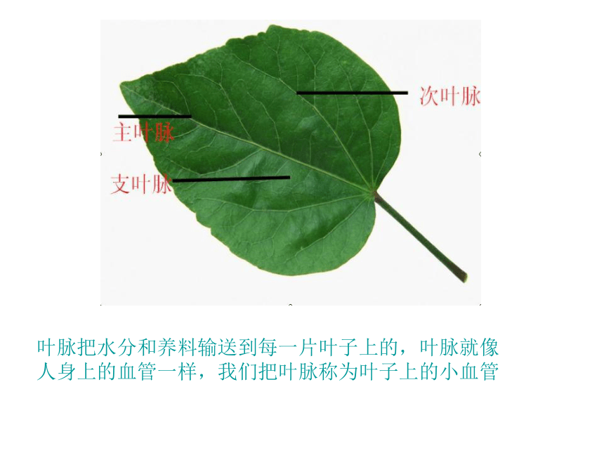 单子叶植物平行脉图片