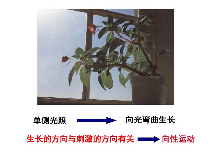 刺激并作出反应的特质—植物的感应性白天黑夜阳光碰触地球引力单