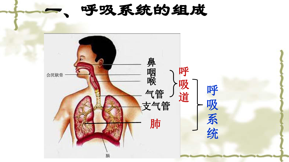 呼吸道对空气的处理课件(共27张PPT)