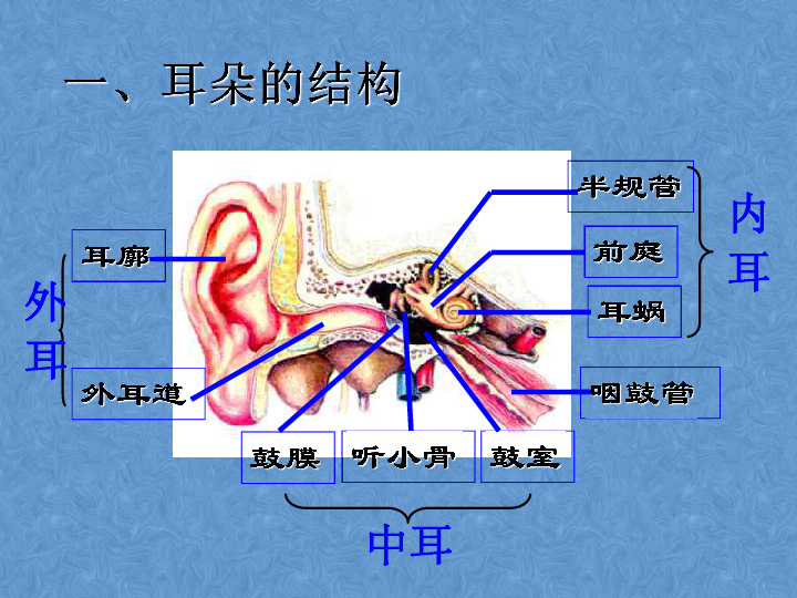 1人体对外界环境的感知(第二课时)课件(共17张ppt)