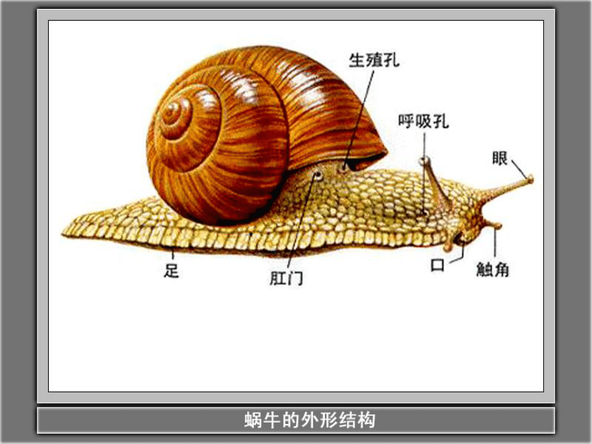 小学科学三年级 蜗牛 课件19ppt