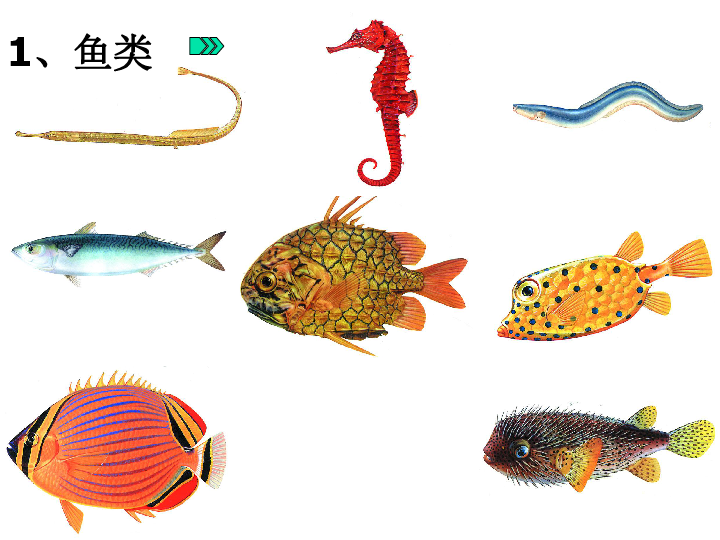 苏科版生物七年级下册5.10.1水中的动物 课件(共34张PPT)