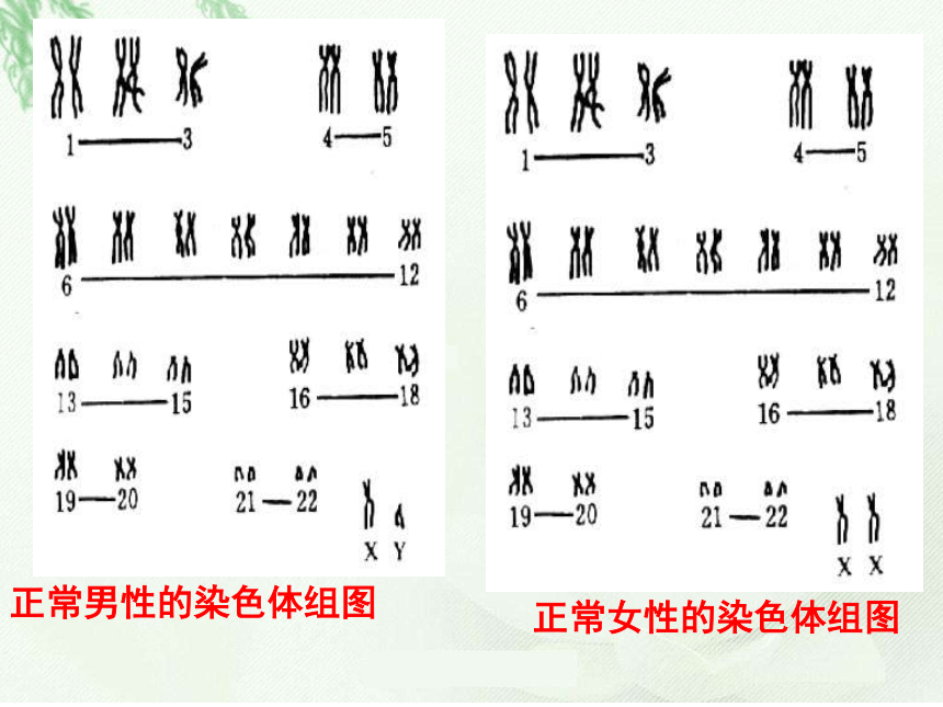 伴性遗传课件