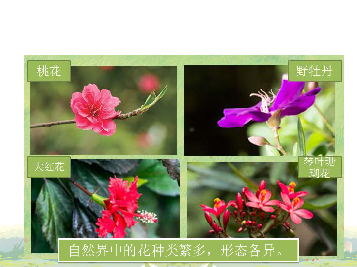 4、植物的花课件(共22张PPT)
