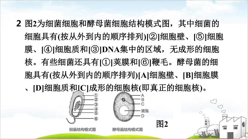 第17课时　生物分类单位、微生物多样性与植物多样性课件(共53张PPT)2022年福建中考生物考点梳理