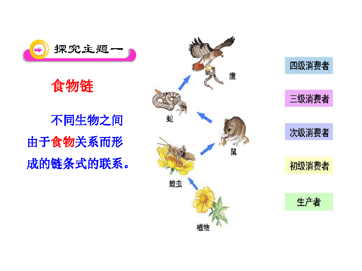 生态系统的结构和功能_课件1(共34张PPT)