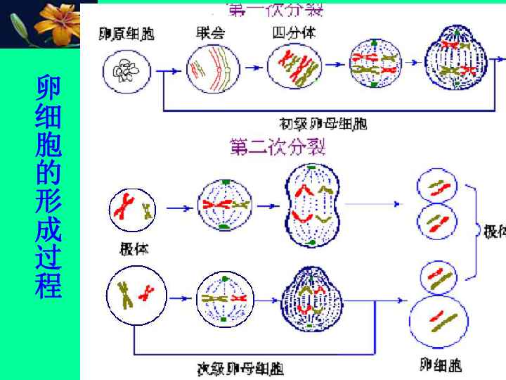 植物卵母细胞减数图解图片