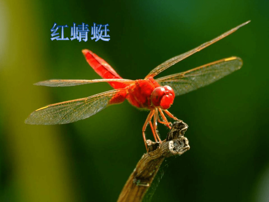 红蜻蜓 课件 (1)