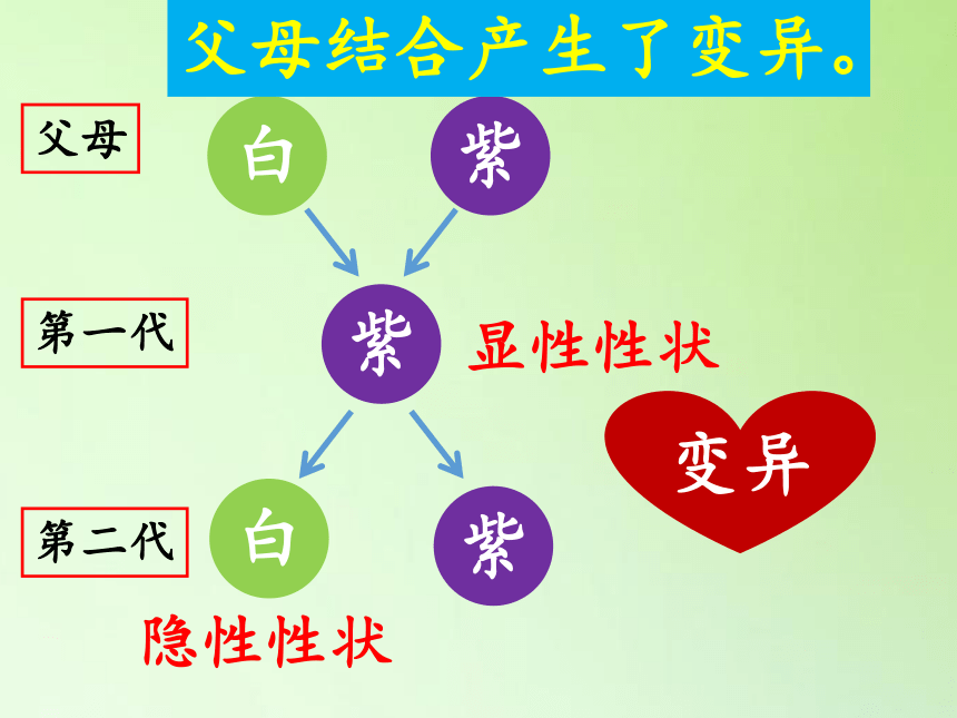 3 尋找遺傳與變異的秘密(課件10ppt)