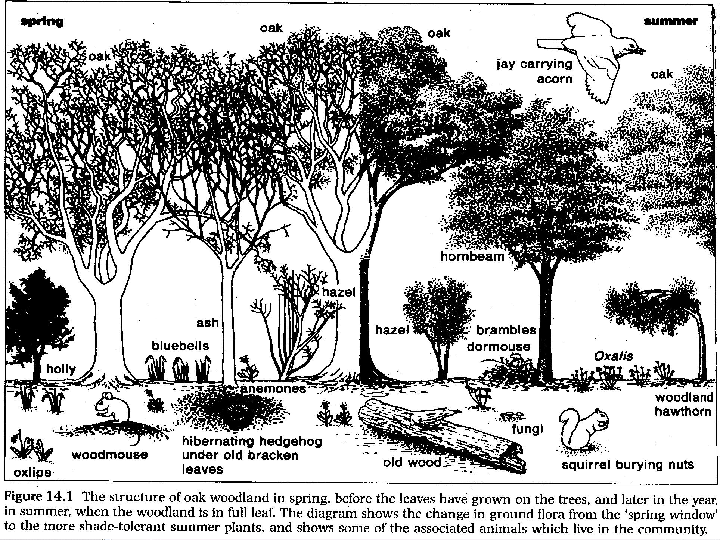 植物群落效果图手绘图片