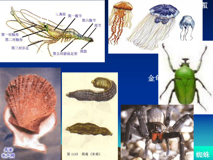 生物华师大版七年级上6.1动物的主要类群