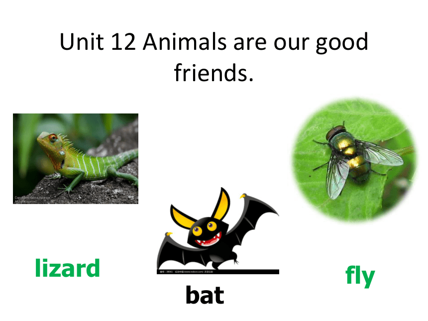 Unit 12 Animals are our good friends 课件
