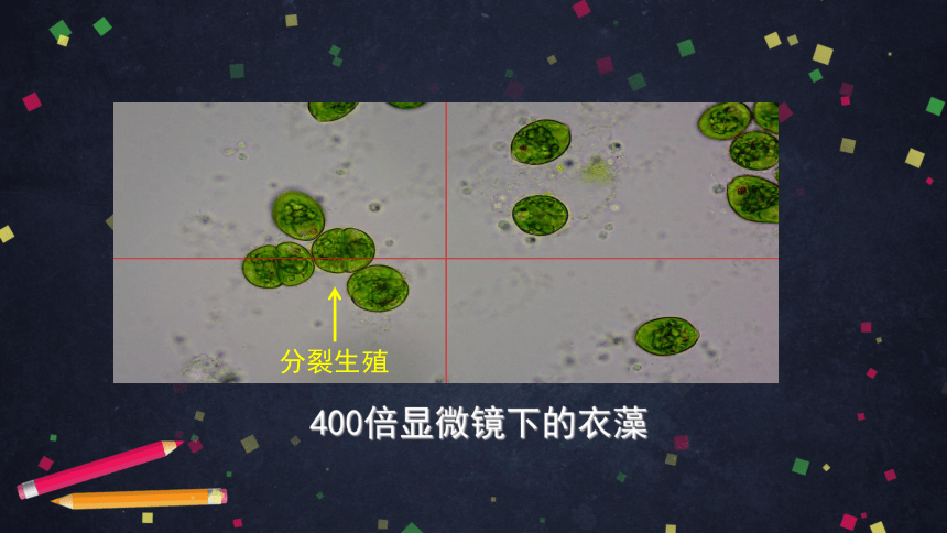 第二节 生物体 单细胞生物可以独立完成生命活动 课件(共54张PPT)