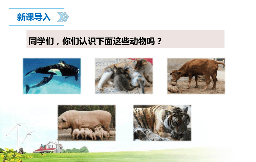 苏教版四年级上册科学1.4.哺乳类  （课件16张PPT)