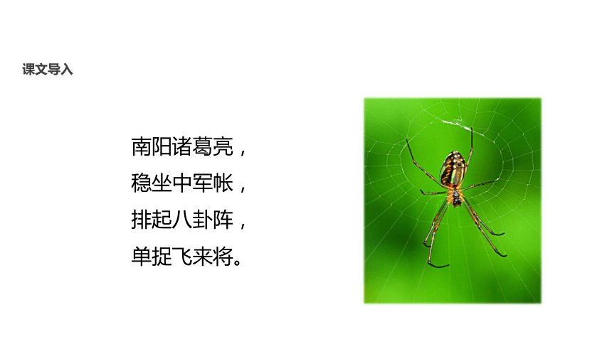 【教学课件】《蜘蛛》课件（北师大）