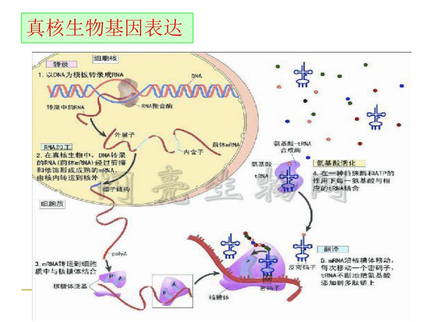 2021-2022学年高中生物竞赛第1章 基因工程 的基础知识及基本技术课件（共163张PPT）