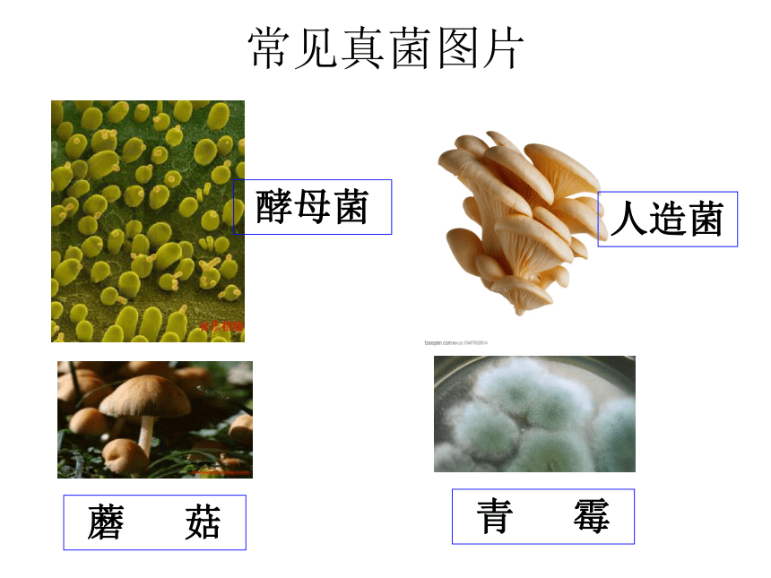 3.2《无处不在的微生物》 课件1