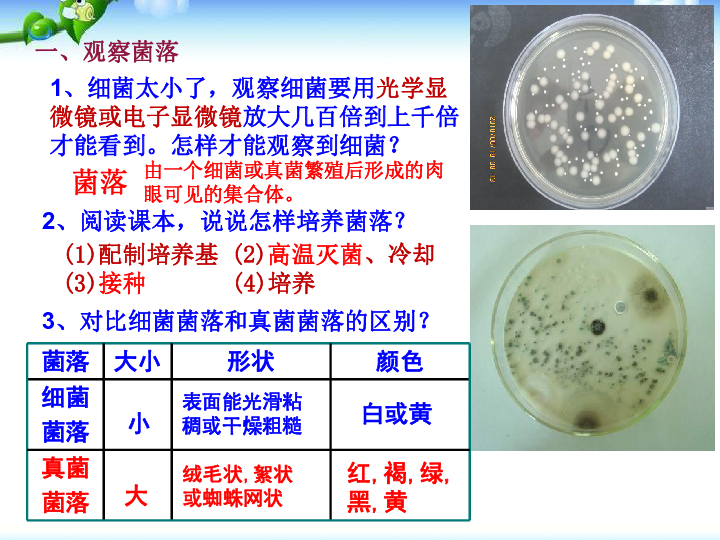 5.4.1  细菌真菌的分布课件（12张PPT）