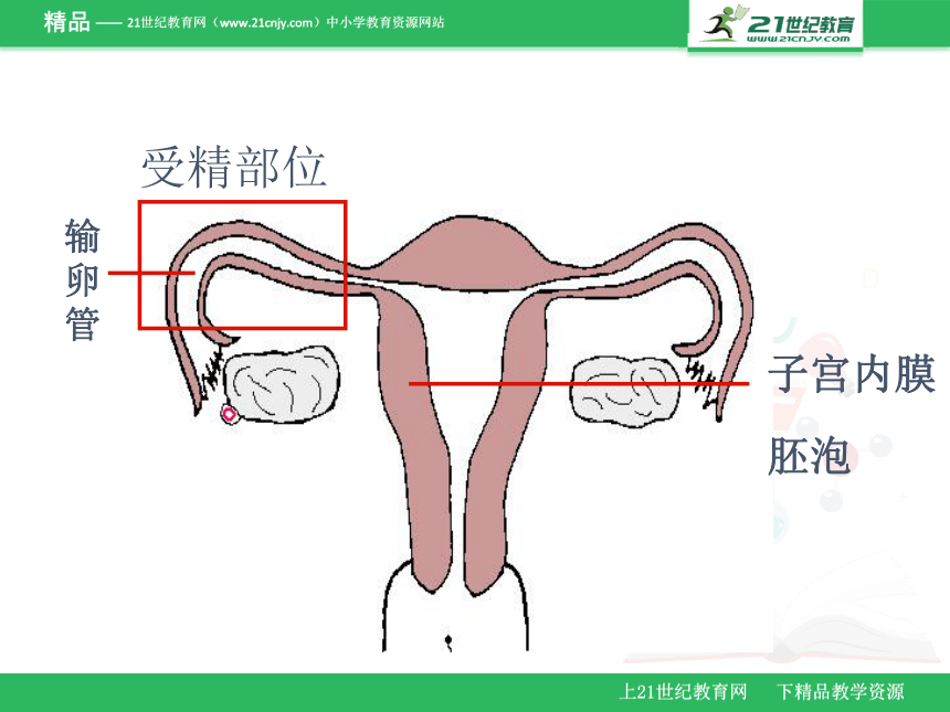 2018年广东省生物会考七年级下册复习课件  第一第二章（课件）