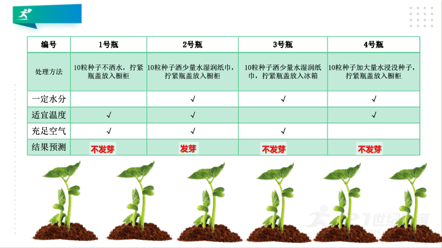 种子发芽需要哪些条件图片