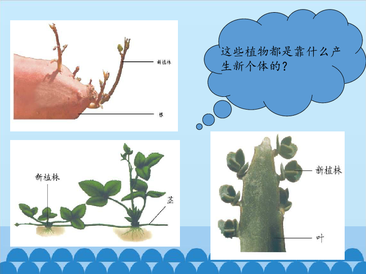 五年级上册科学课件-12 植物的营养繁殖-粤教版 (共17张PPT)