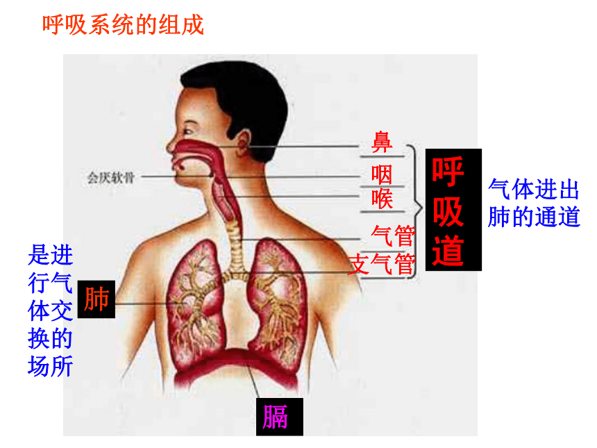 2017-2018学年人教版七年级生物下册第四单元第三章第一节《呼吸道对空气的处理》课件(共27张PPT)