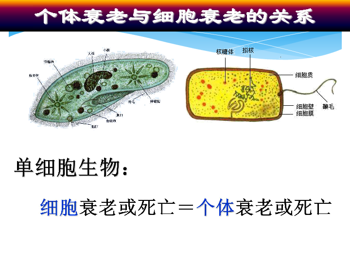 高中生物人教版必修一 6.3 细胞的衰老和凋亡   (共30张PPT)