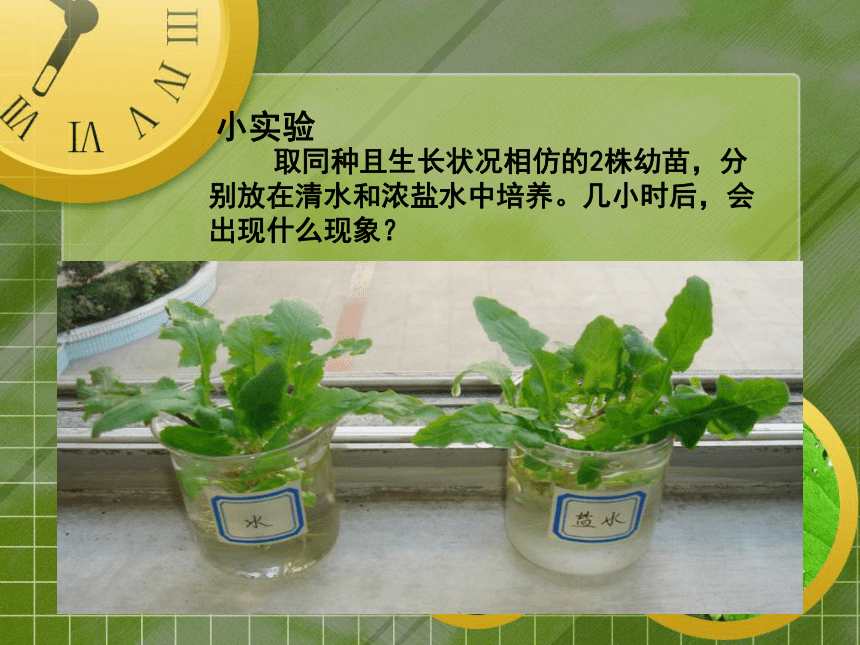 苏教版七上第五章第三节植物对水分和无机盐的吸收共15张ppt