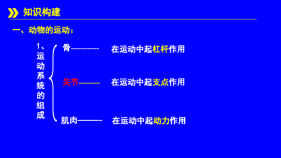 2019年山西省中考生物复习  动物的运动和行为课件（15张PPT）