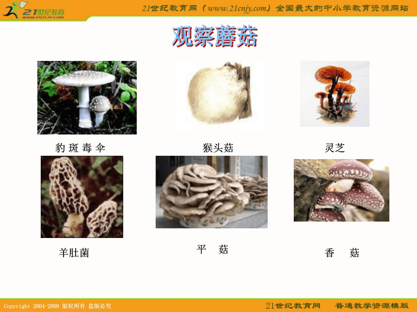 五年级科学上册课件 蘑菇 1（鄂教版）