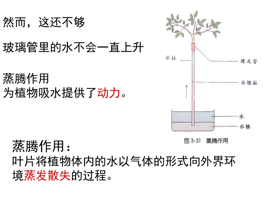 4.5 植物的叶与蒸腾作用 课件（33张PPT）