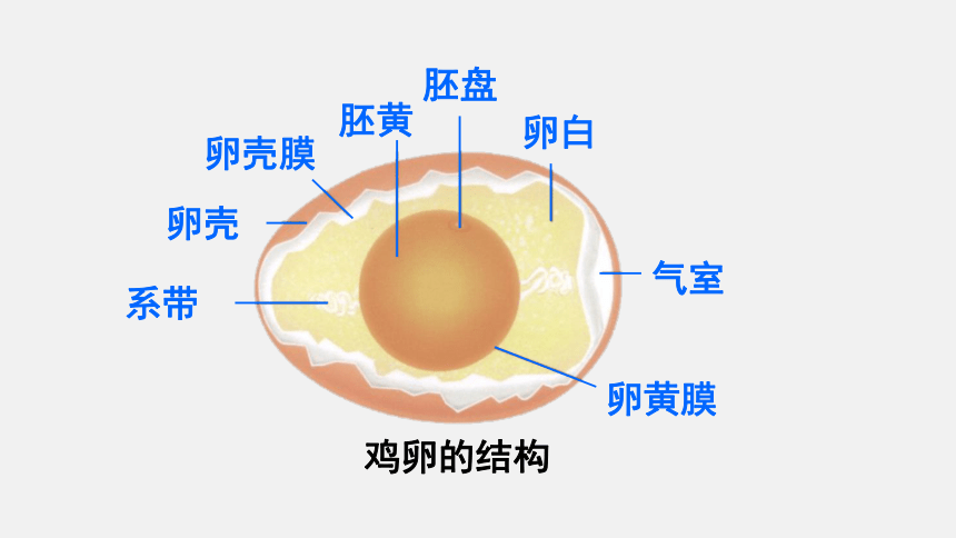 人教版八年級生物下冊課件 第七單元 第一章 第四節 鳥的生殖和發育