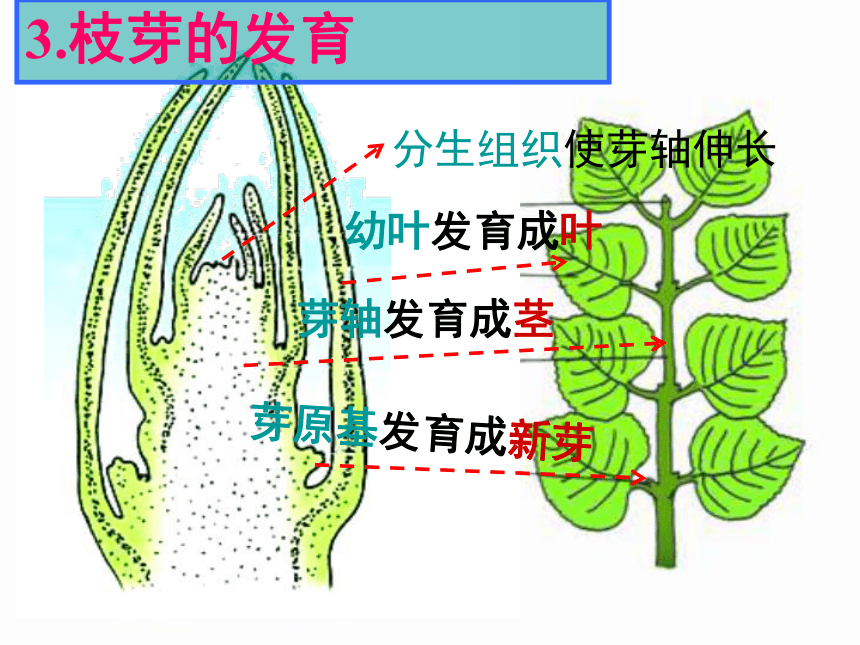 2021-2022学年苏教版七年级生物上册5.4植物茎的输导功能 课件(共38张PPT)