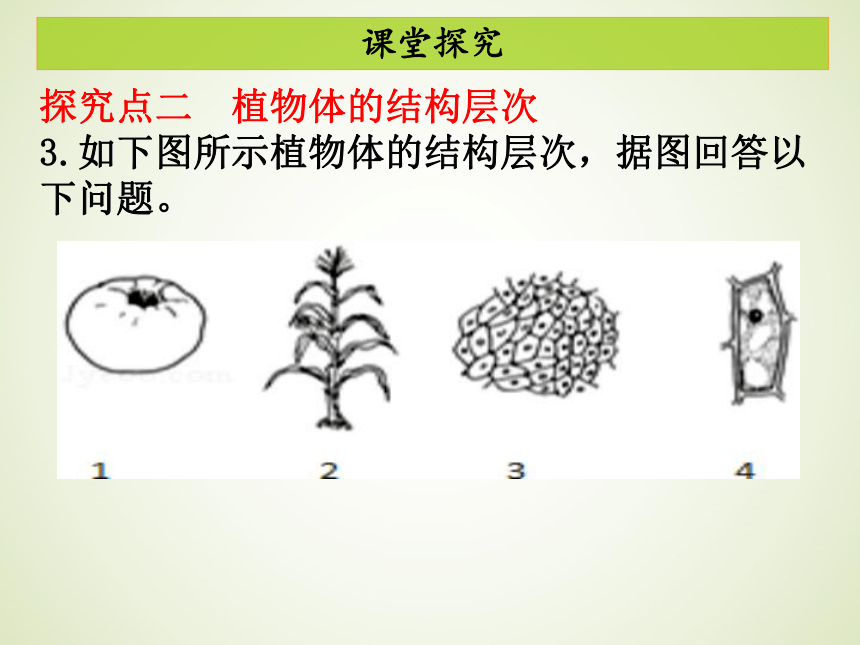 第二单元 第二章  第三节植物体的结构层次 课件（共31张PPT）