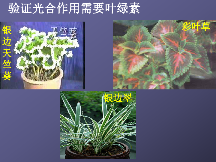 京改版七上生物  4.2 绿色植物的光合作用 课件 (18张PPT)