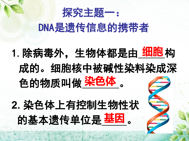 北师大版八年级上册生物  20.2 性状遗传的物质基础 课件(21张PPT)